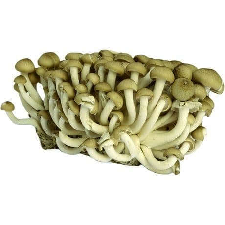 Rjava bukova goba (Buna Shimeji), Mao Xiong, 150 g