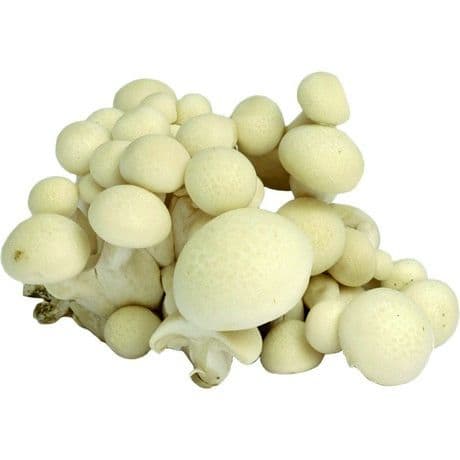 Bela bukova goba (Buna Shimeji), Mao Xiong, 150 g
